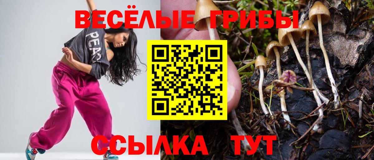 Свободный  Псилоцибиновые грибы Cubensis  Псилоцибиновые грибы Psilocybine cubensis  Вход с VPN 